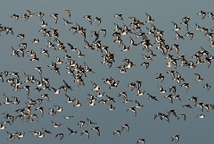 David Plant Photography - Wildlife Photographer - Oystercatcher - K
